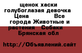 щенок хаски  голубоглазая девочка › Цена ­ 12 000 - Все города Животные и растения » Собаки   . Брянская обл.